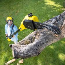 Zephyrhills, FL Tree Removal and Landscaping Services Company